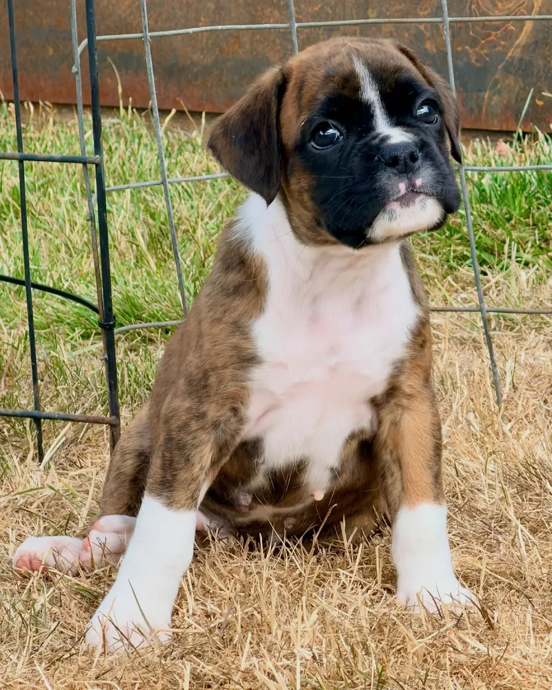 Cassandra, a brindle Boxer girl puppy, sitting on dry grass by a wire fence