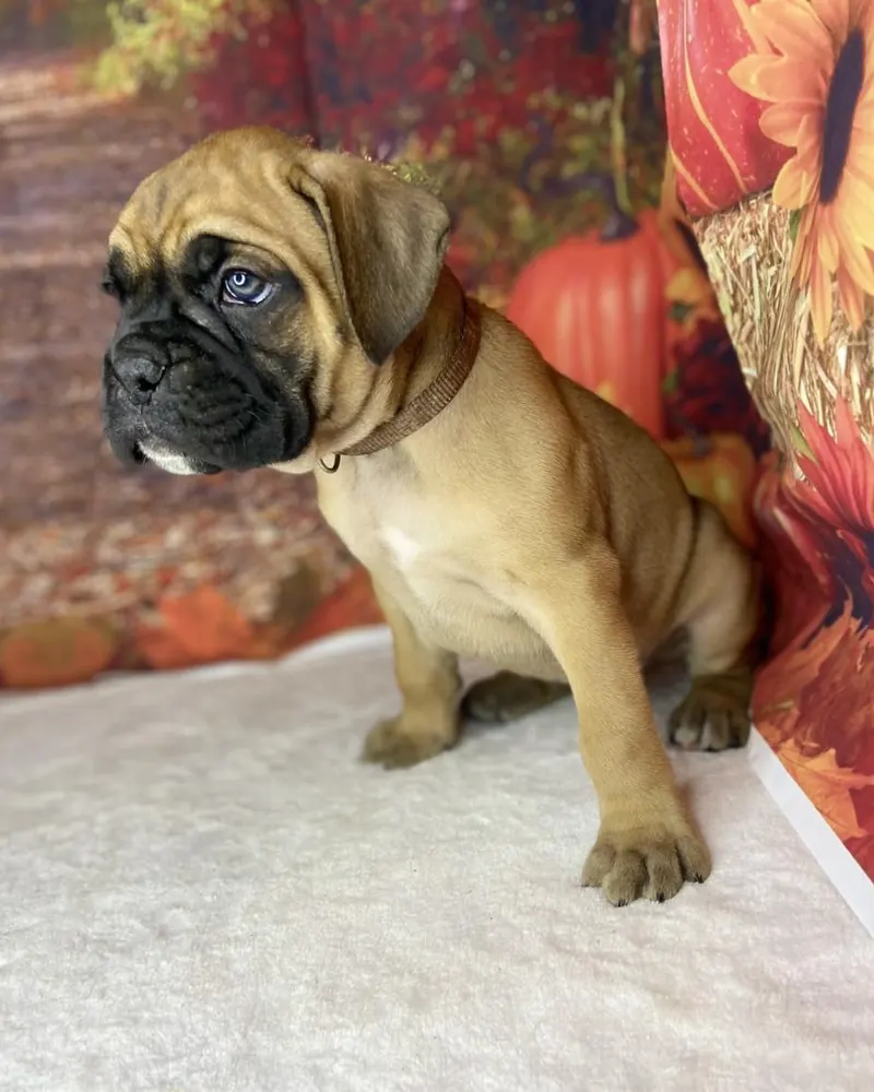 Dave, a fawn Boxer boy puppy, sitting in front of an autumn backdrop of pumpkins and sunflowers
