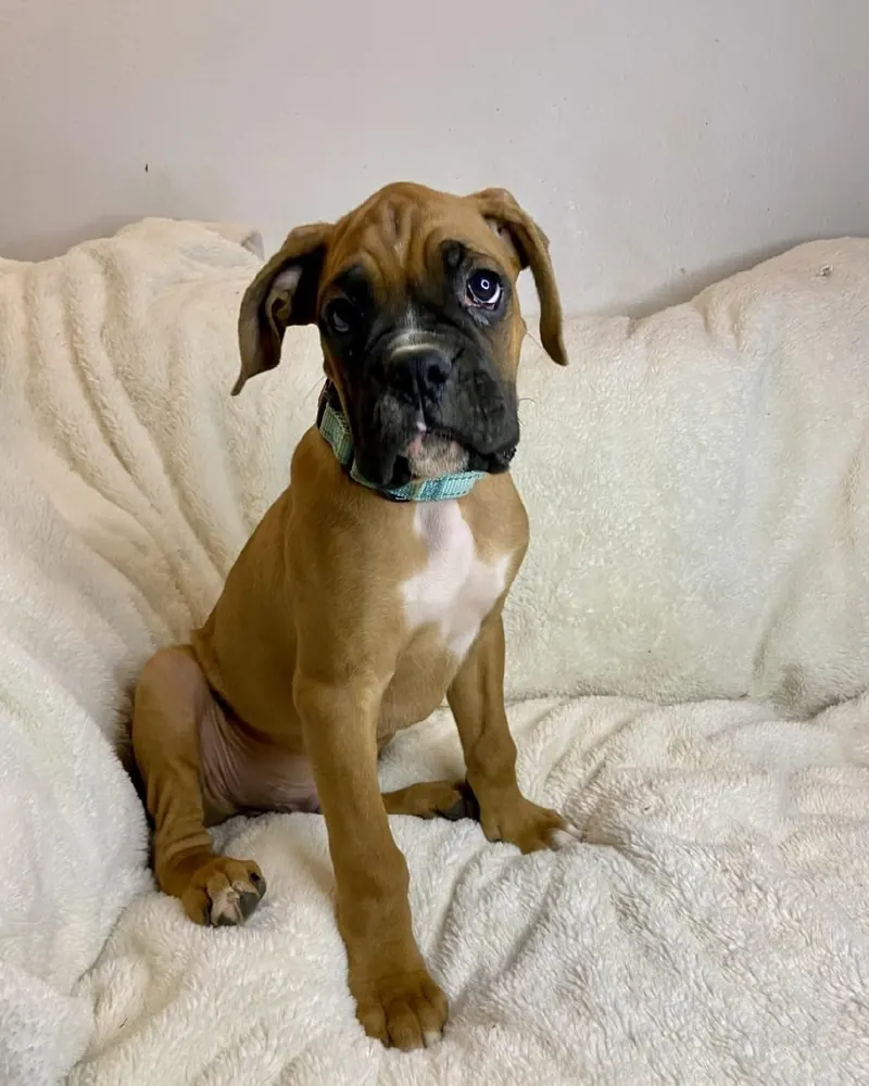 Mason, a fawn Boxer puppy from Draco Boxers