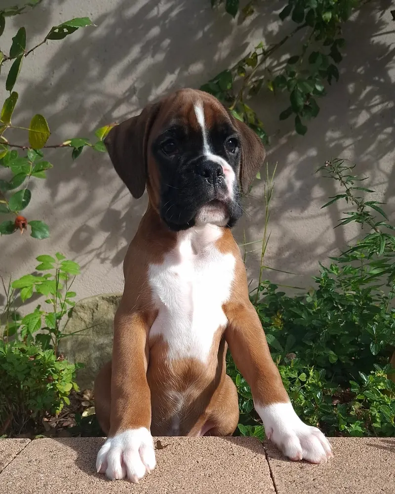 Prince, a fawn Boxer boy puppy, with his front paws up on a garden wall