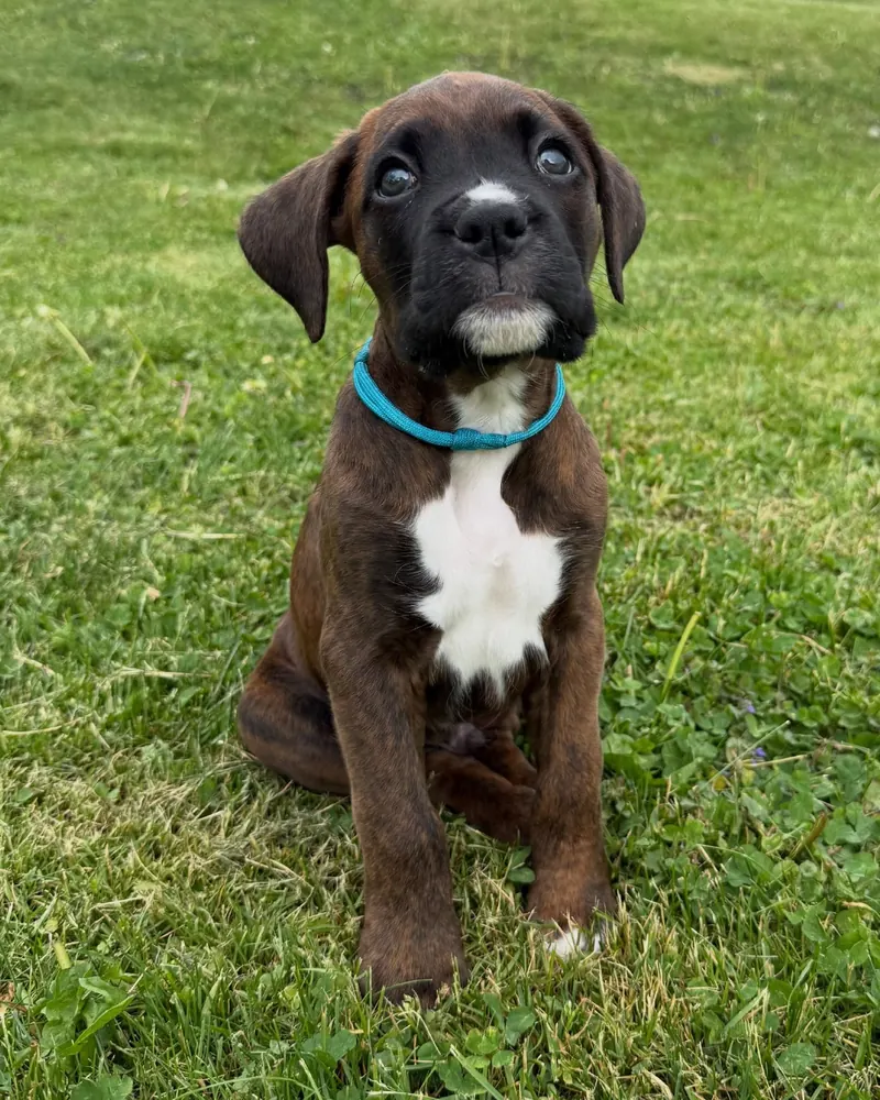 Sam, a brindle Boxer boy puppy, sitting on the lawn in a blue collar