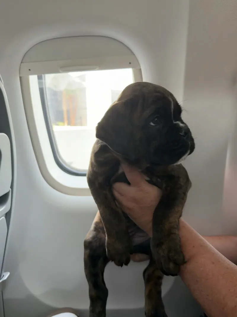 Bama, a brindle Boxer puppy, held up by his flight nanny beside the airplane window in the cabin on his way to his new family
