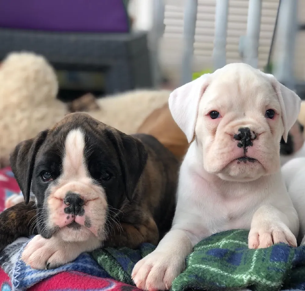 Two Boxer puppies side by side on a blanket: a brindle with a white blaze and a white puppy