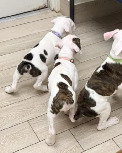 Mostly white Boxer puppies with brindle patches, the pattern called check