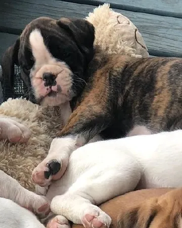 A dark brindle Boxer puppy with a white blaze, the kind of coat often sold as black