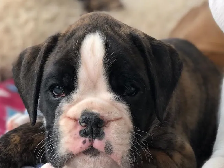 A brindle Boxer puppy with a white blaze resting its chin on a blanket
