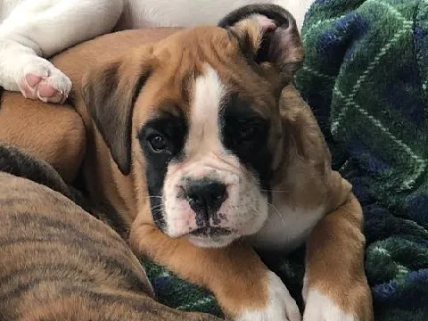 A fawn Boxer puppy with a white blaze and black mask lying on a blanket