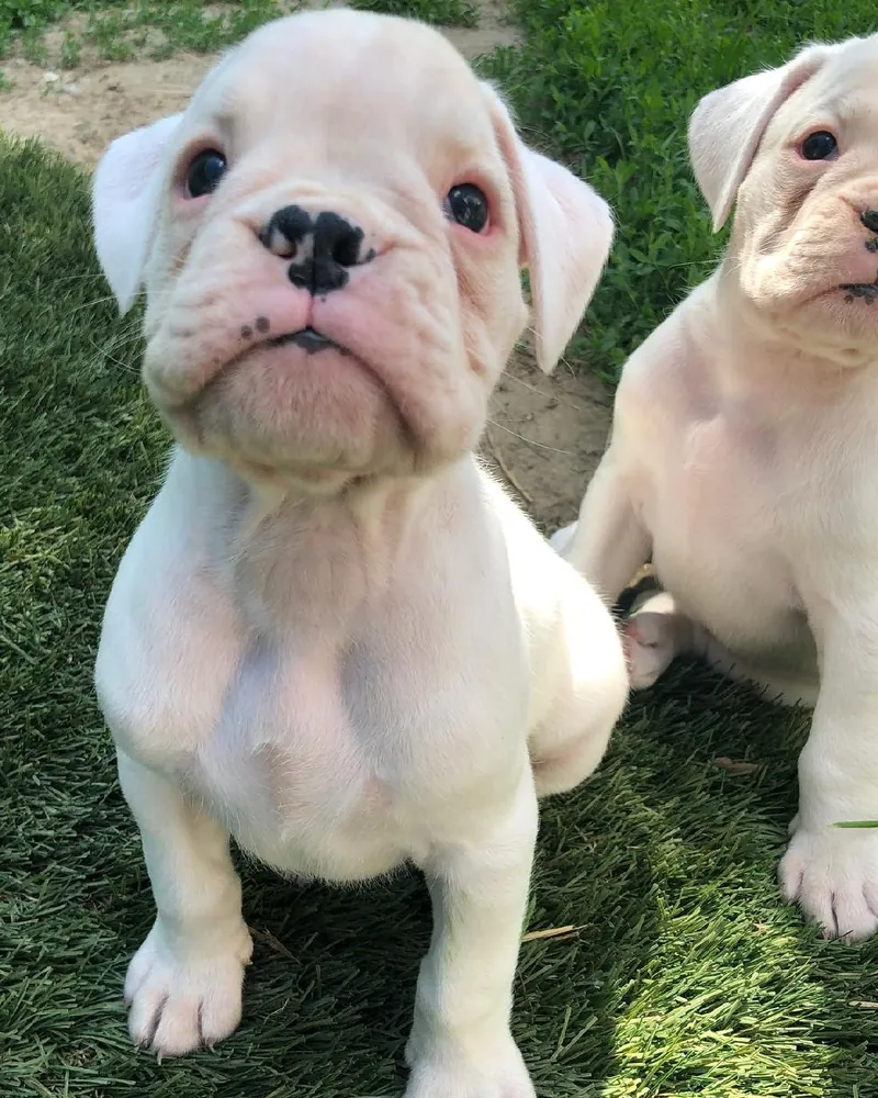 Two white Boxer puppies sitting on the grass
