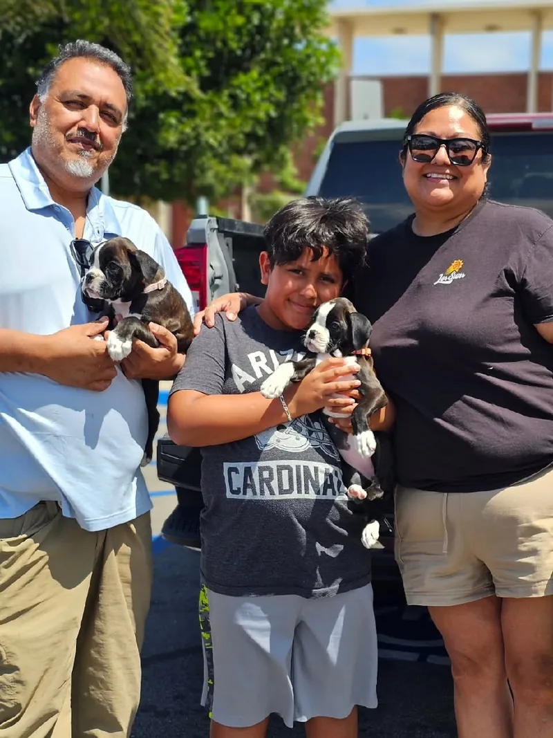 A family heading home to Arizona with their two brindle Boxer puppies from Draco Boxers