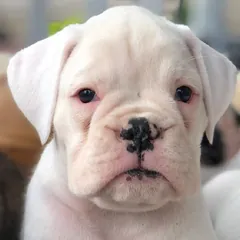 A white Boxer puppy