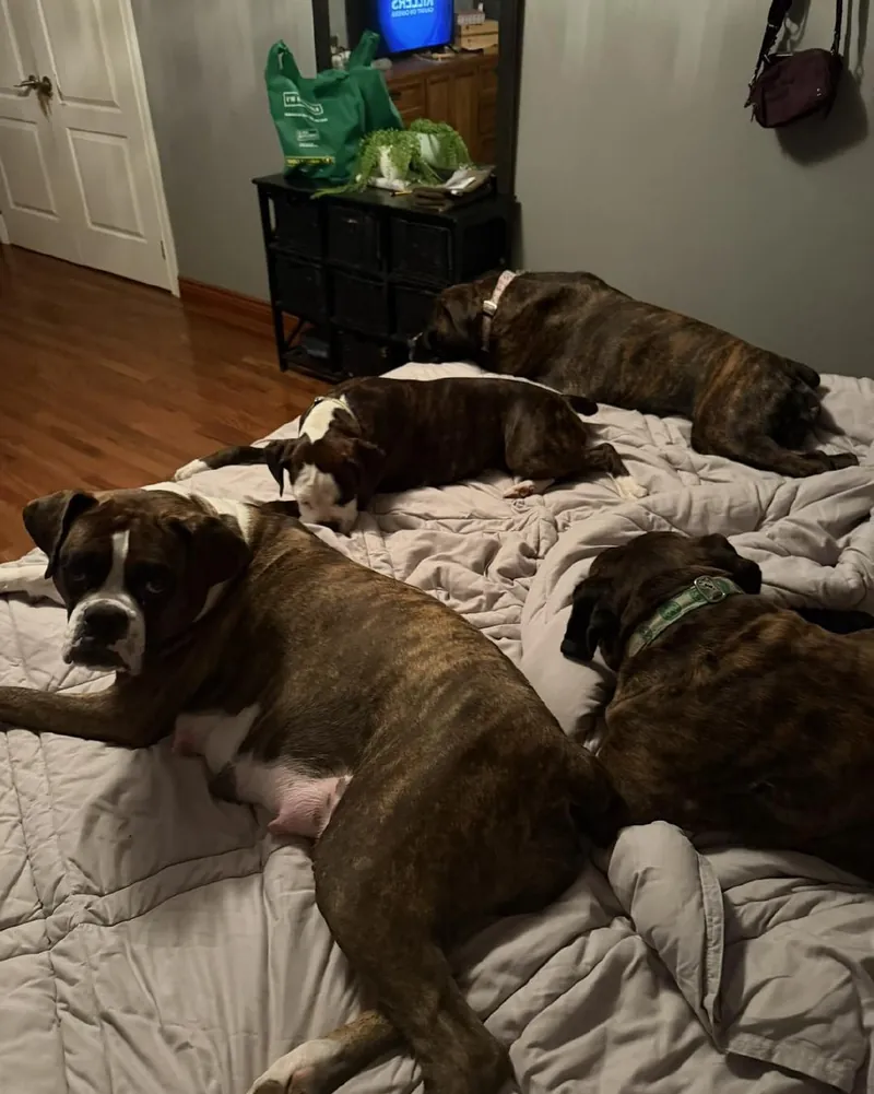 Four brindle Boxers stretched out on a bed at home