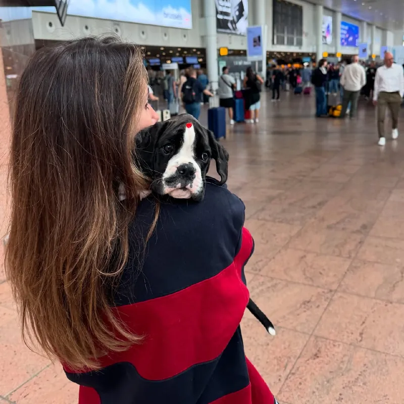 Khloe, a dark brindle Boxer puppy with a white blaze, looking over the shoulder of her new owner at the airport in Brussels