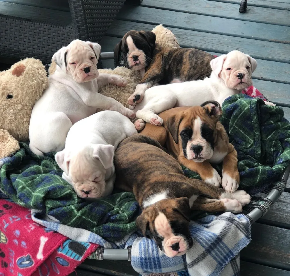 Seven Boxer puppies, white, fawn and brindle, asleep and awake together on blankets in a dog bed on a porch
