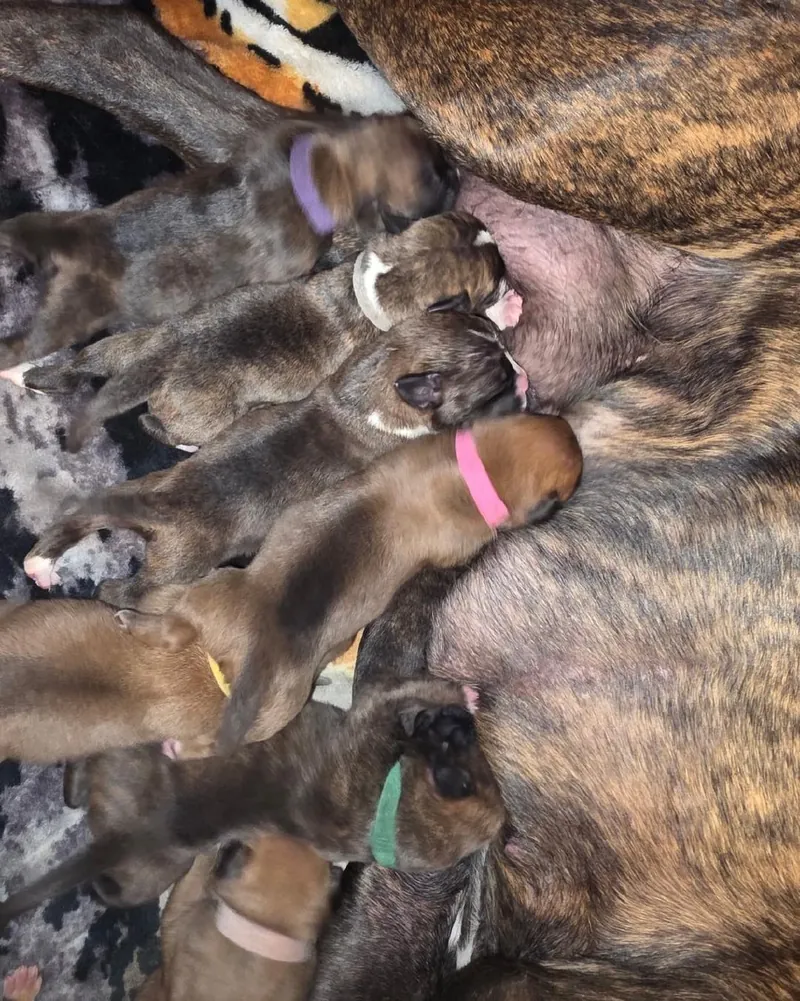 A newborn litter of Boxer puppies in colored ID collars nursing on their brindle mother