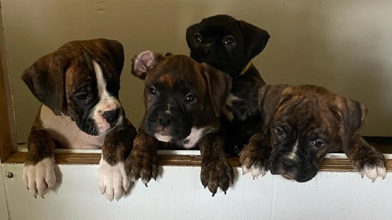 Four Boxer puppies peeking over the side of their pen, three brindles with white markings and one darker puppy