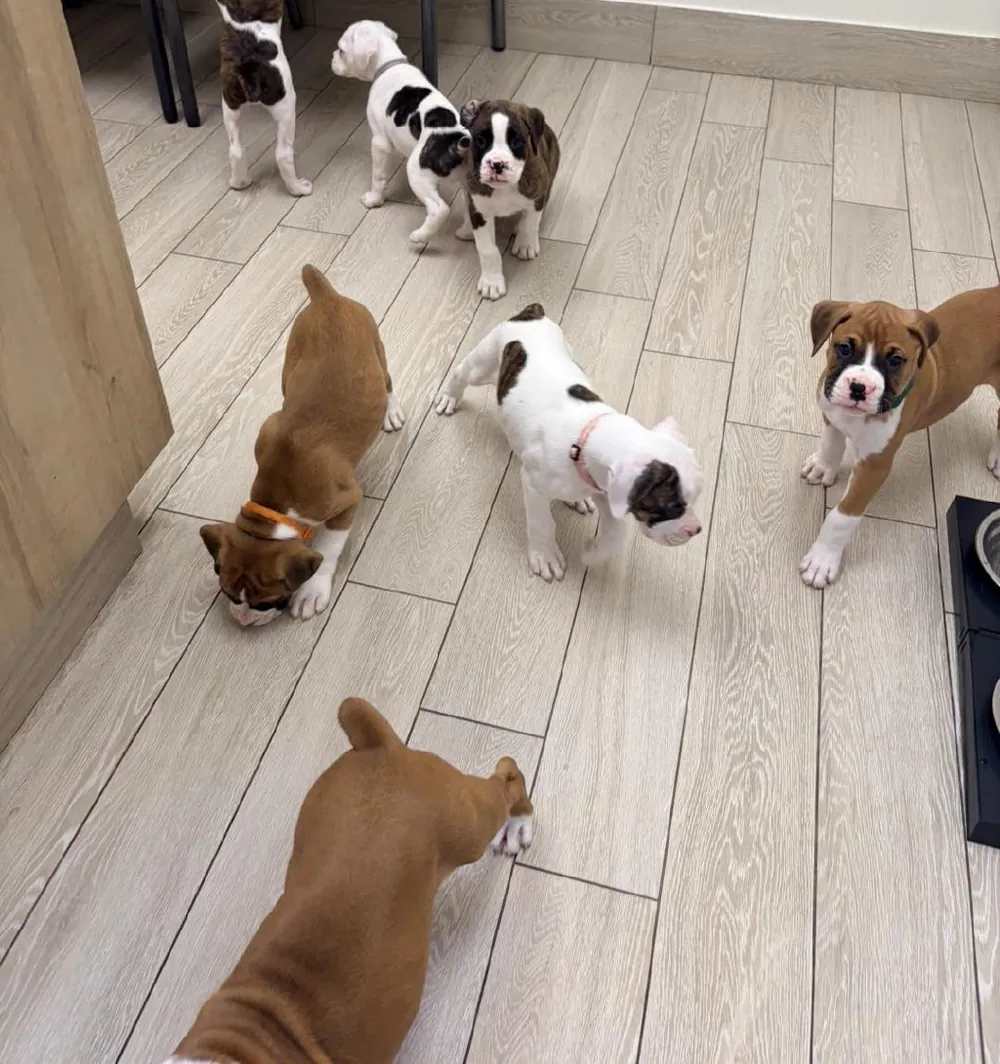 Boxer puppies on a vet visit: fawn, brindle and mostly white puppies on the waiting room floor