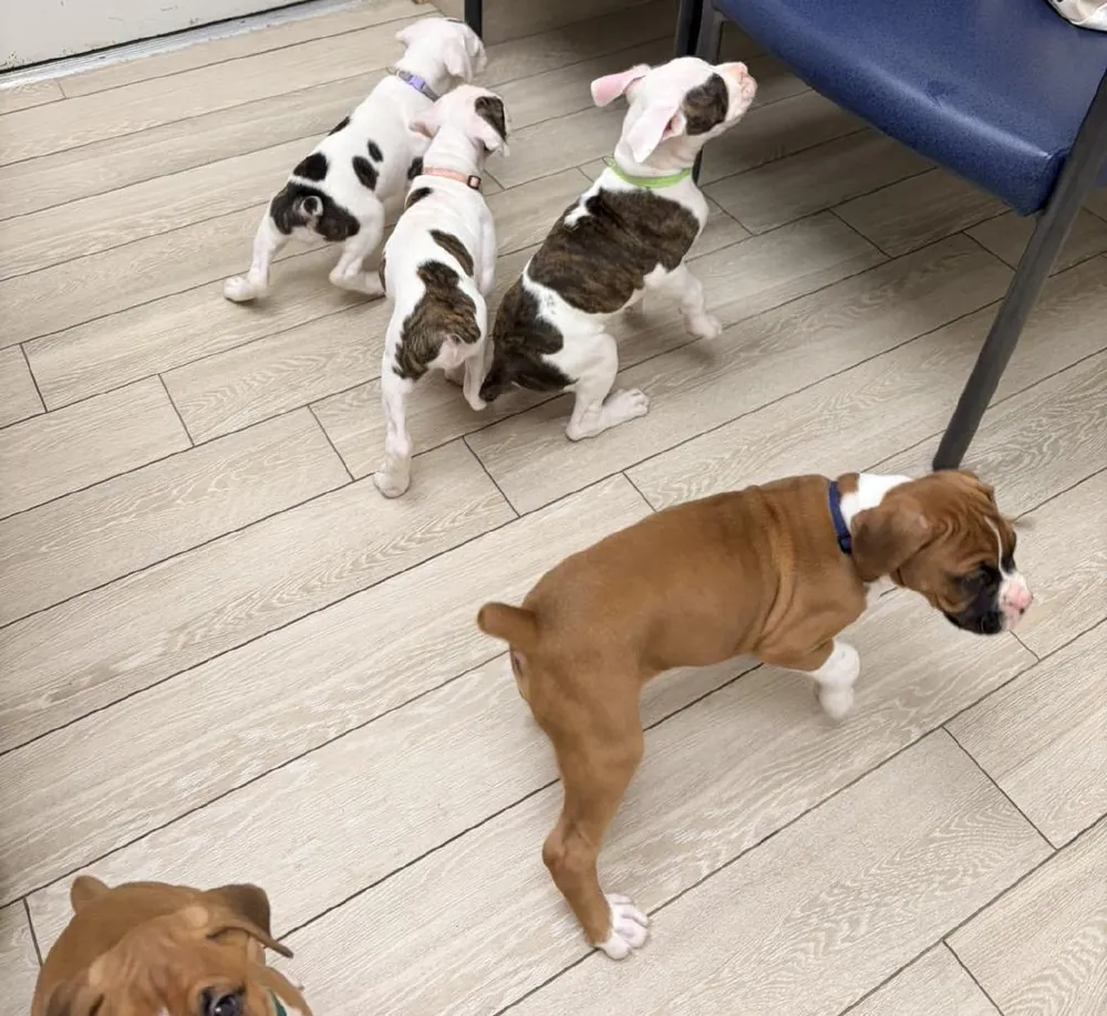 Boxer puppies with colored collars exploring a vet waiting room: three mostly white puppies with brindle patches and a fawn