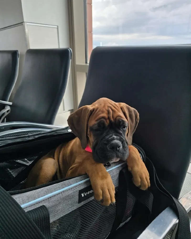 Violet, a fawn Boxer puppy, looking out of her travel carrier at the airport on her way to her new home