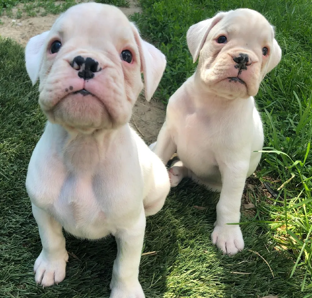 Two white Boxer puppies sitting on the grass, looking up at the camera